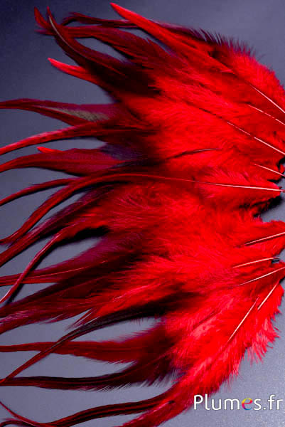 Haan - 17-21 cm - rood koffie